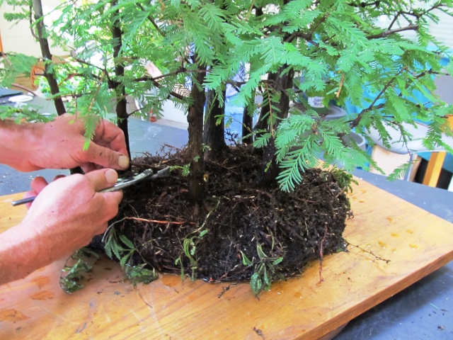 American Bonsai at the NC Arboretum - Page 12 K13