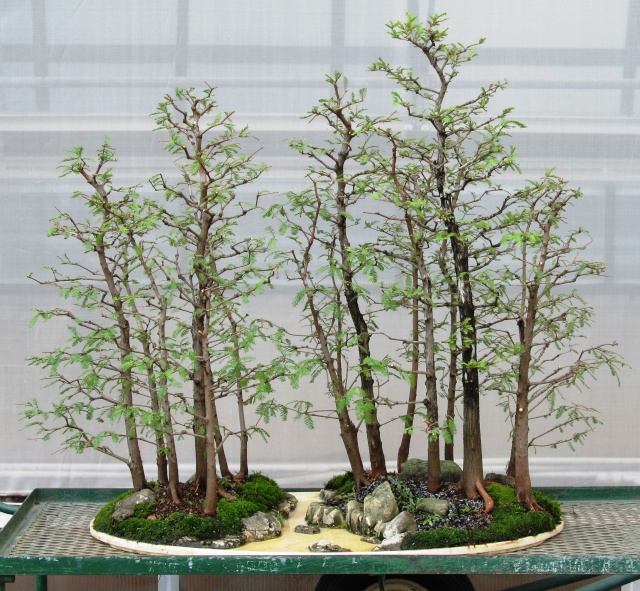 American Bonsai at the NC Arboretum - Page 12 S11