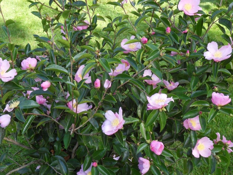 Camellia sasanqua 'Plantation Pink' 51-sdc10