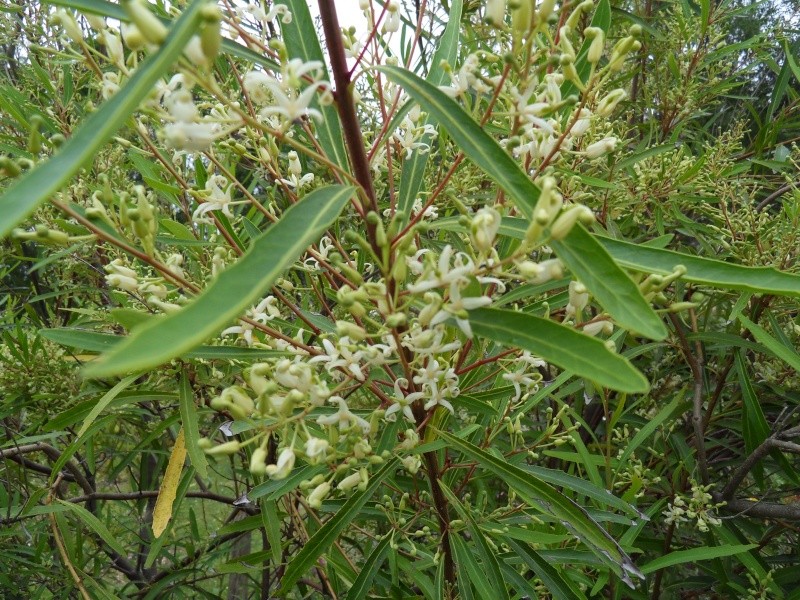 lomatia myricoides Sdc14411