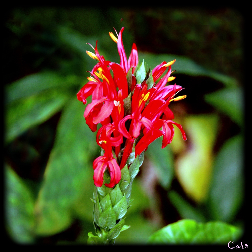 Une fleur rouge en sous-bois Bonnes15