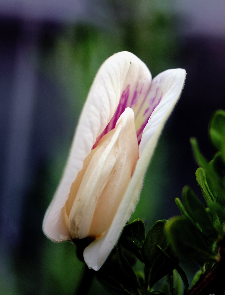 Clitoria ternatea 'Alba' - Pois bleu blanc / Fleur Clitoris blanche (Quizz ! Résolu !) Devine10