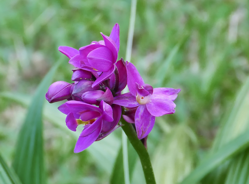 Une fleur mauve Orchid13