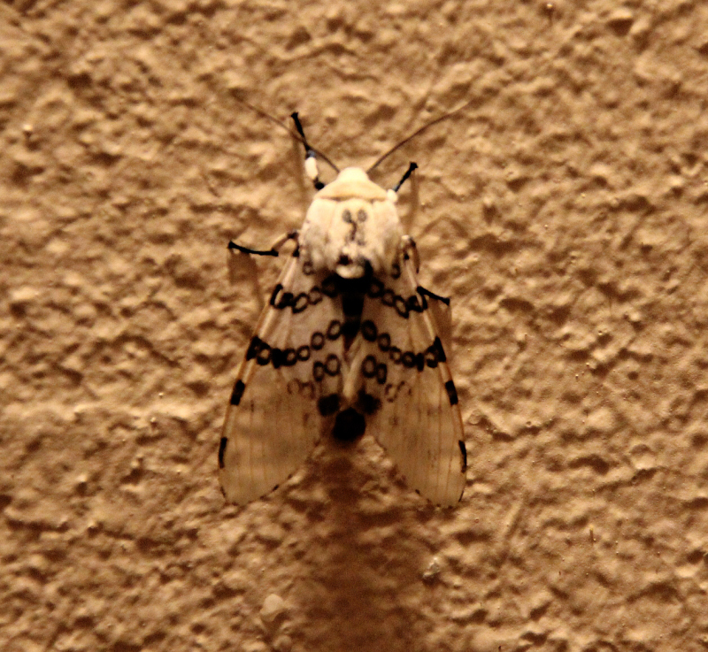 Un papillon de nuit Papill10