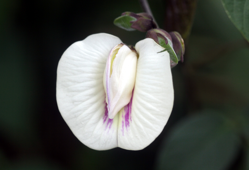 Clitoria ternatea 'Alba' - Pois bleu blanc / Fleur Clitoris blanche (Quizz ! Résolu !) Petite16
