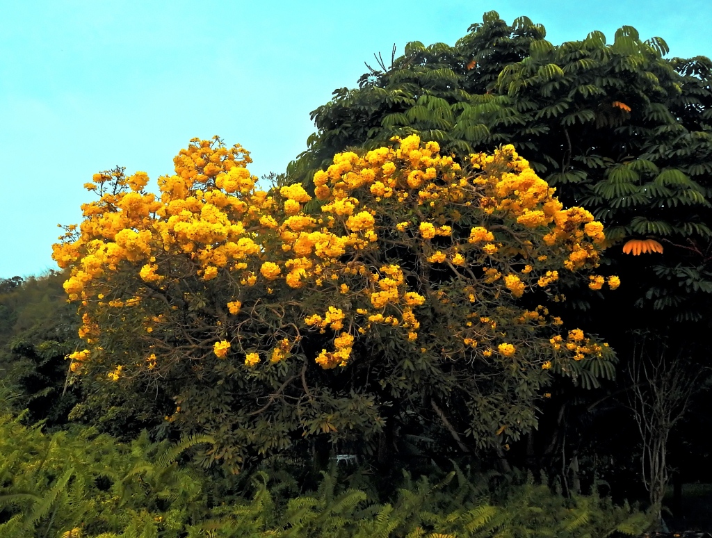 Un arbre d'un jaune resplendissant ! Quizzm10