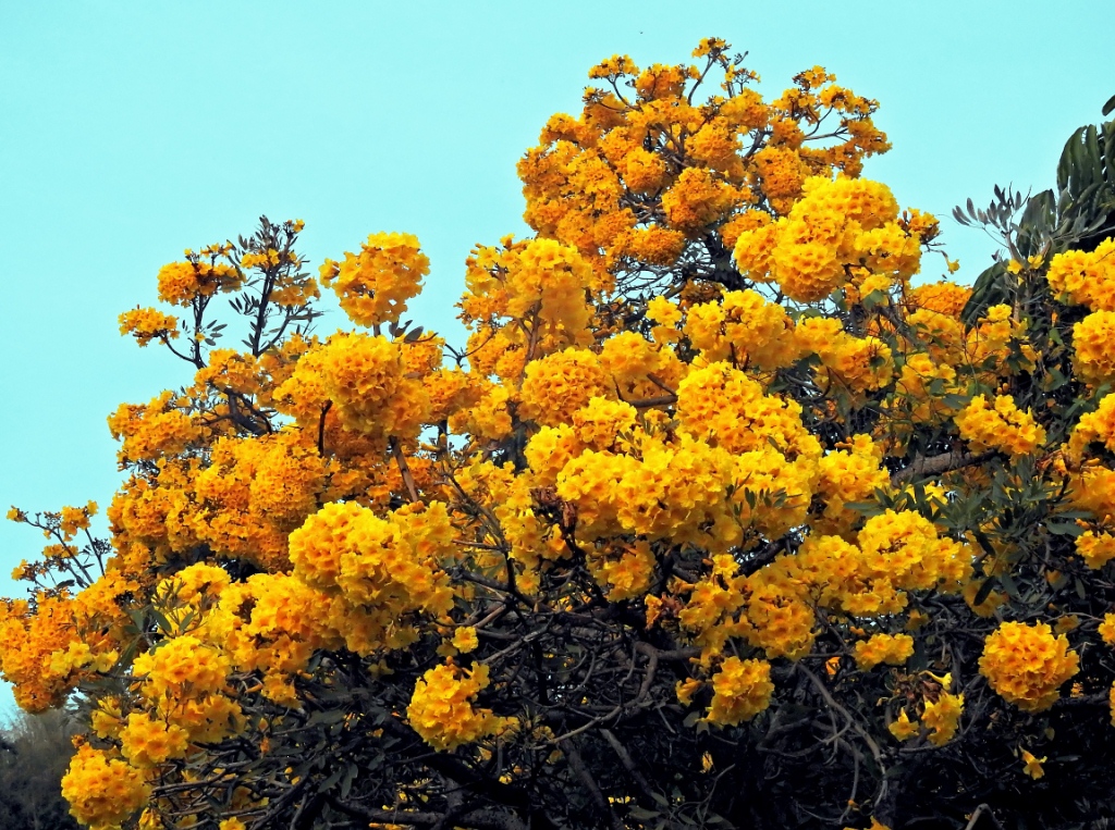 Un arbre d'un jaune resplendissant ! Quizzm12