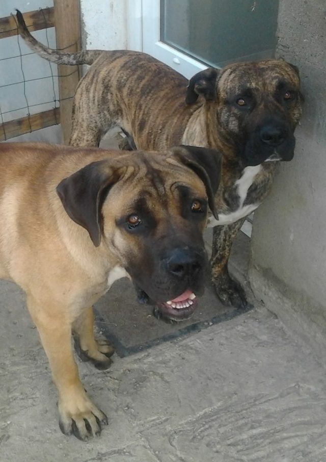 Cane corso Photo010