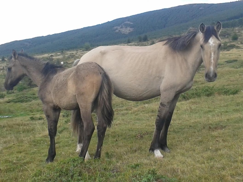 Des zébrures de fou, mais gris je suppose ?.... Poulai19