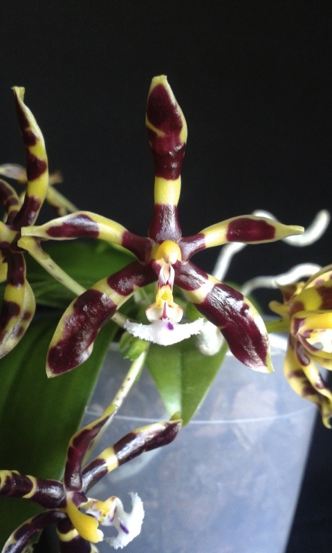 Phalaenopsis mannii 'Zartbitter' SM / WOC 20140612