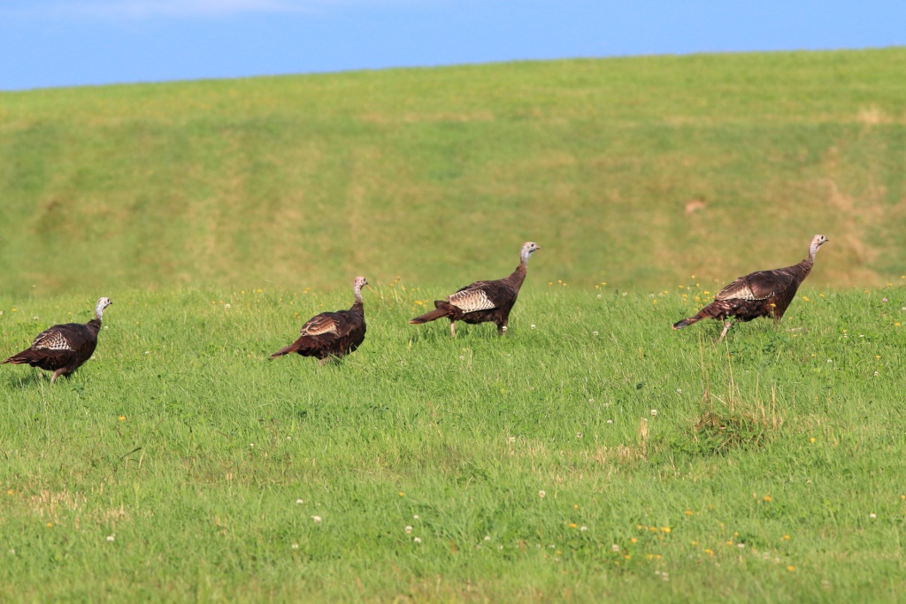 Mes premiers dindons sauvages Img_5211