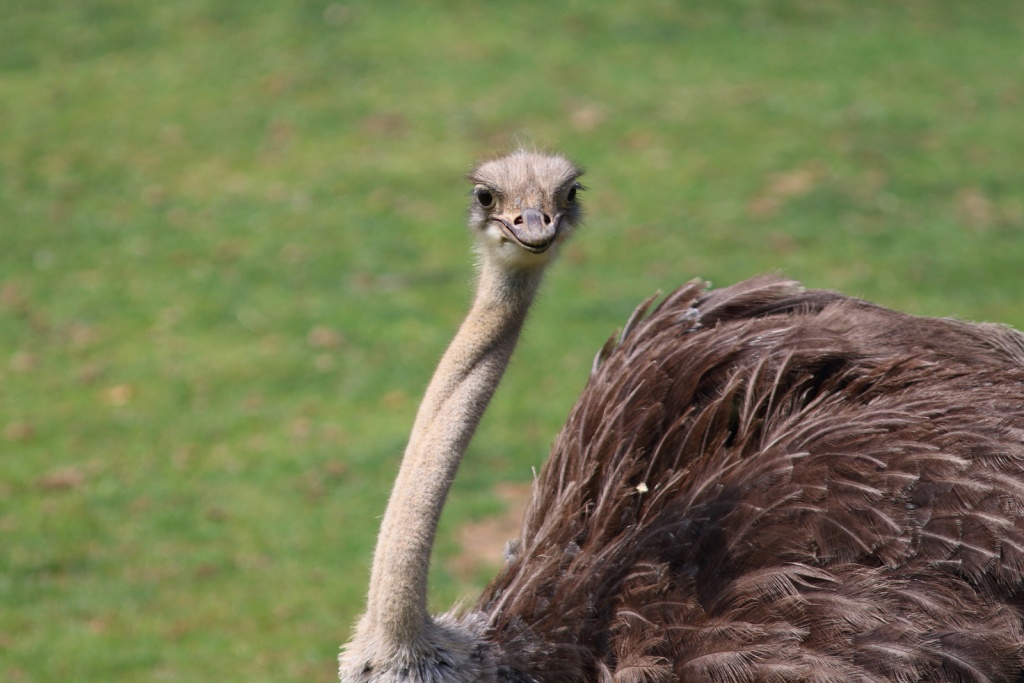 Un p'tit tour au Zoo Oiseau29