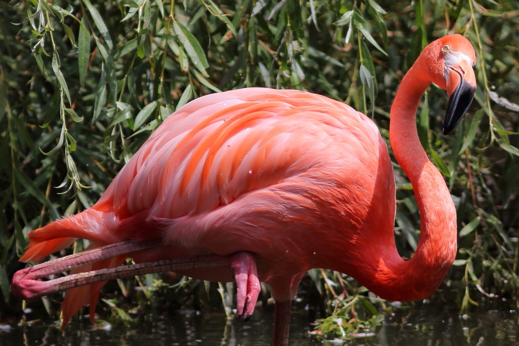 Un p'tit tour au Zoo Oiseau30