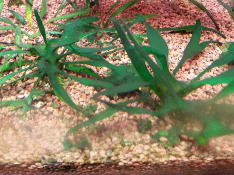 probleme d'algues qui commence a envahir l'aqua 20141212