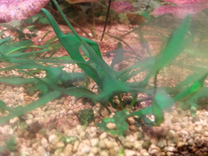 probleme d'algues qui commence a envahir l'aqua 20141215