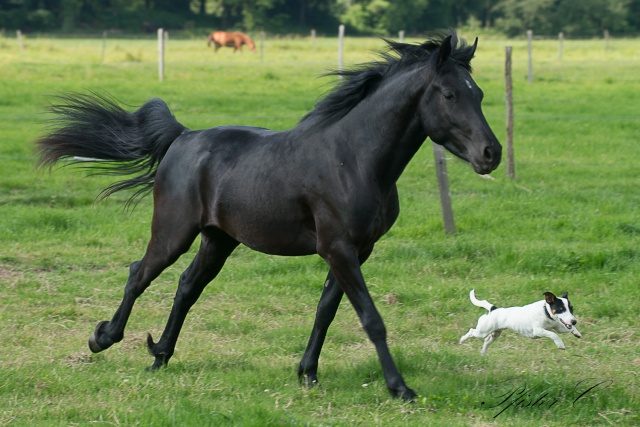 2012 : Cashmir de Chaumont (Opal black de la Loze X Jade) - Page 2 Dsc09510