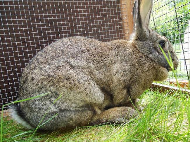 Eve, la lapine aux oreilles XXL, Belgique (covoiturage) 10169610