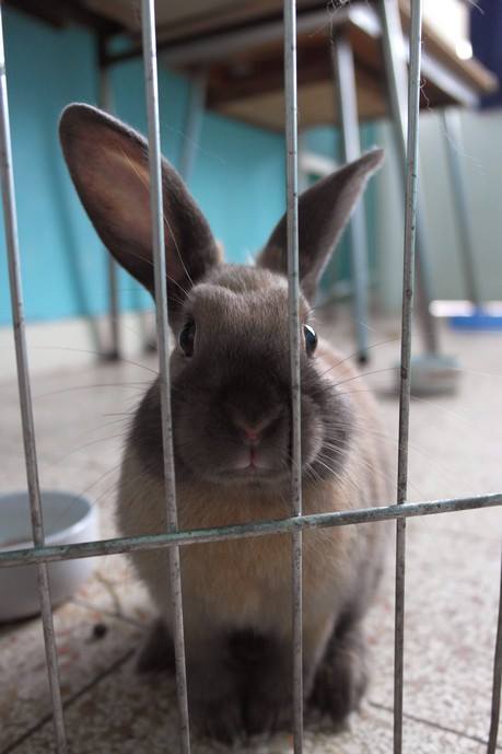 Brioche, jeune lapin beige, Bruxelles (covoiturage) 10372310