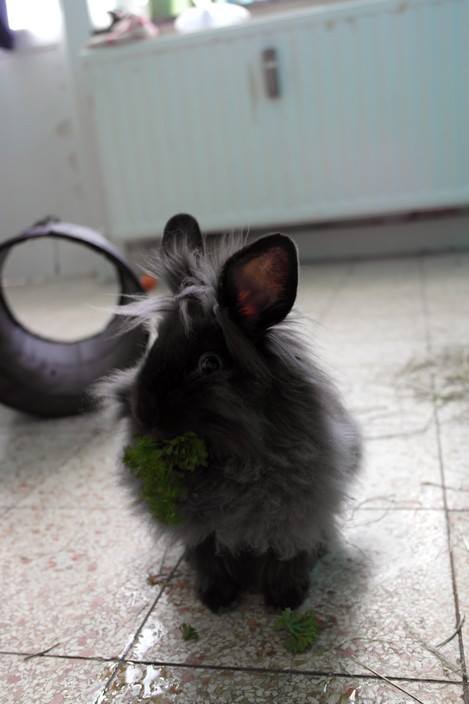 Hope, jeune lapin mâle à l'adoption, Bruxelles (covoiturage) 10391410