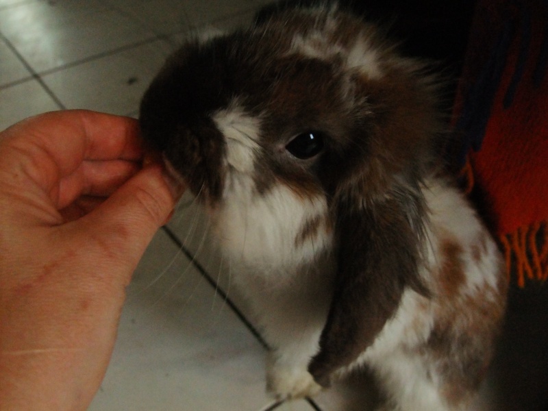 Basile, lapin bélier mâle castré né en 2012 (62) Dscf3213