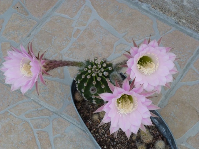 Mes cactus P1030939