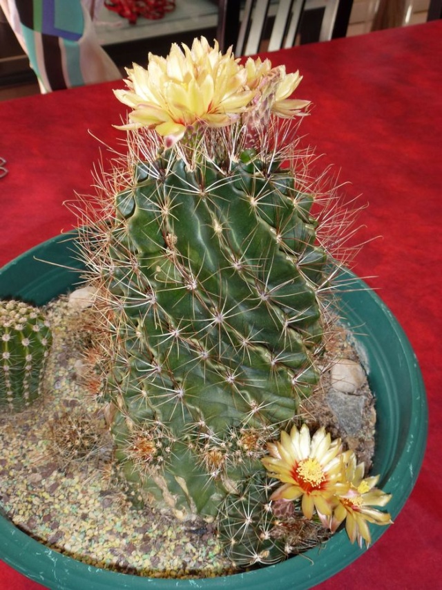 Mes cactus P1030944
