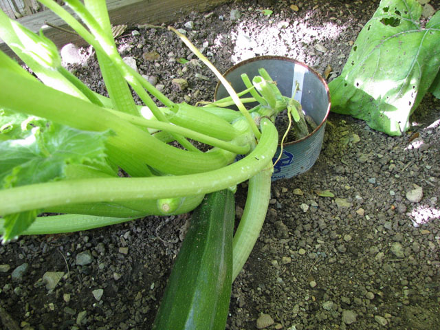 Zucchini Drooping from the Heat? Zucchi12