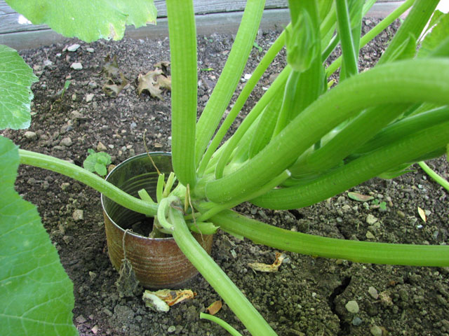 Zucchini Drooping from the Heat? Zucchi13