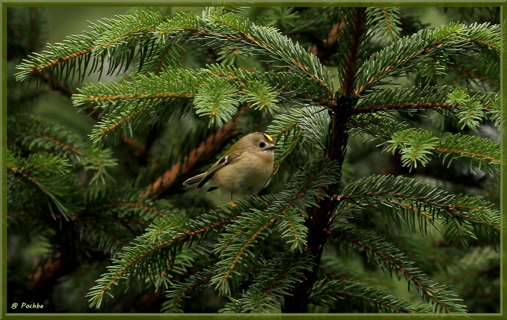 Roitelet huppé ! Oiseau10