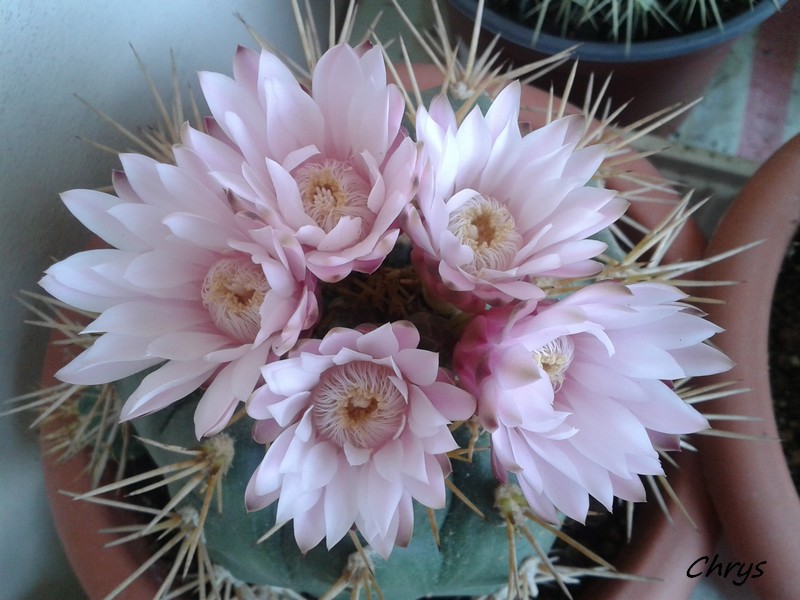 Mes floraisons de cactus 2014-012