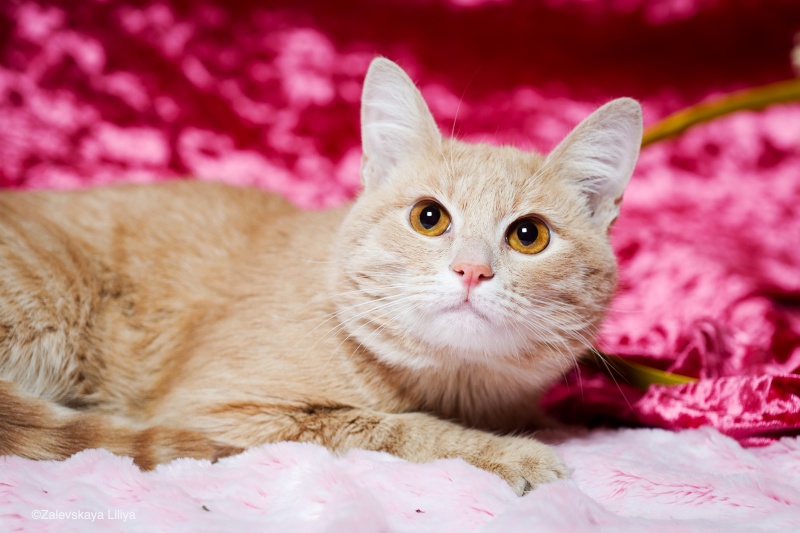Найден котик-подросток абрикосовый,Солнцево,Москва.Ищем новый дом!!! 0_889610