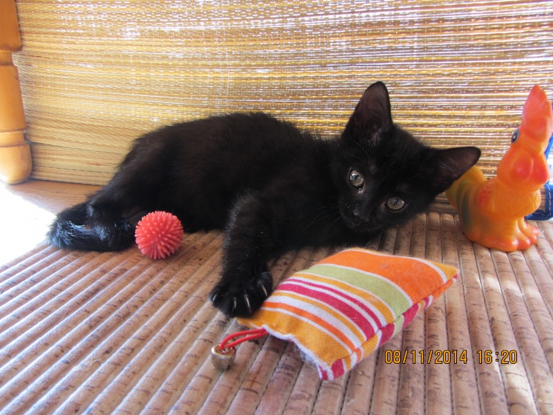 Маленький черный котенок 2,5мес. ищет дом,Москва Eeze_a10