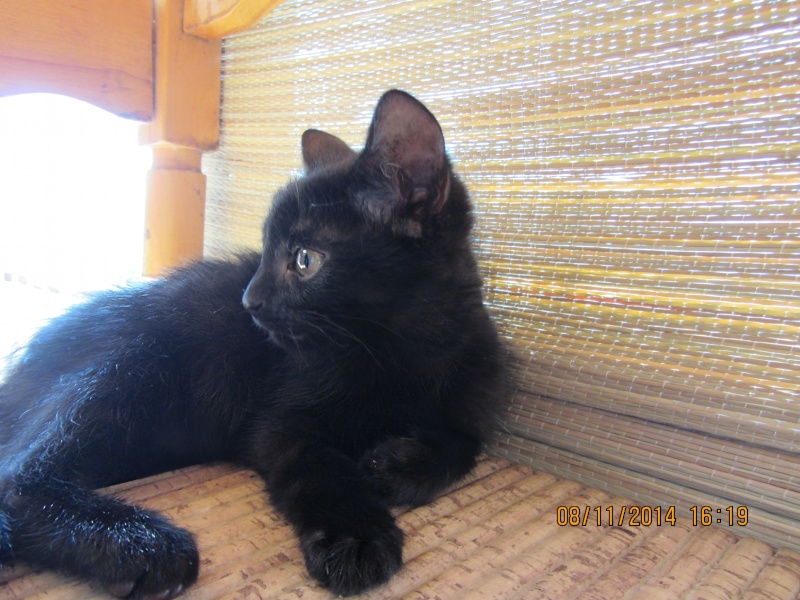 Маленький черный котенок 2,5мес. ищет дом,Москва Eeze_a12
