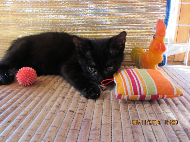 Маленький черный котенок 2,5мес. ищет дом,Москва Eeze_a14
