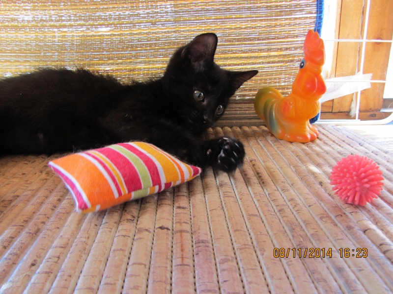 Маленький черный котенок 2,5мес. ищет дом,Москва Eeze_a16