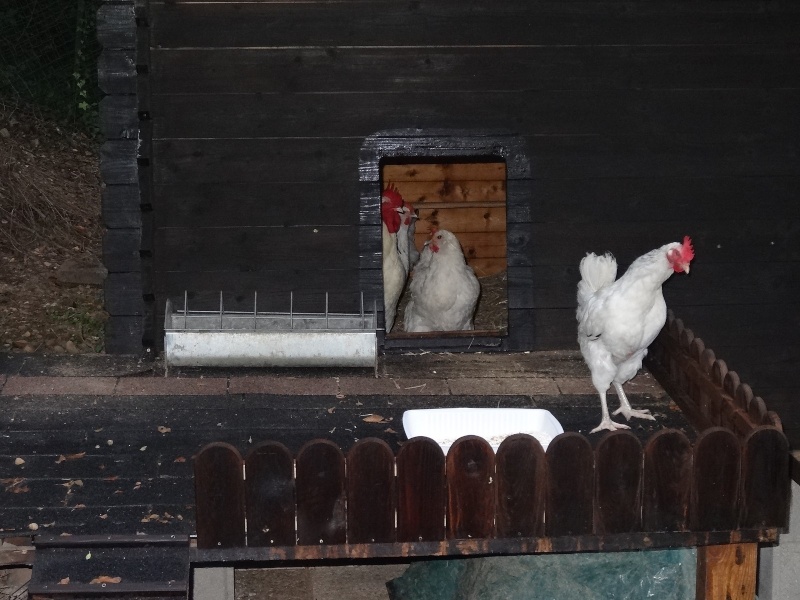 Mes travaux d'été : un nouvel enclos et son poulailler 1-1310
