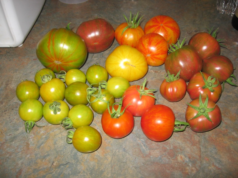 Monthly Avatar Theme July 2013: First Tomatoes of the Season!  Img_8427