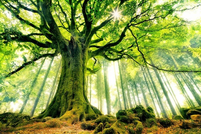 votre - Les arbres ont-ils une influence sur votre spiritualité ? - Page 5 10452910
