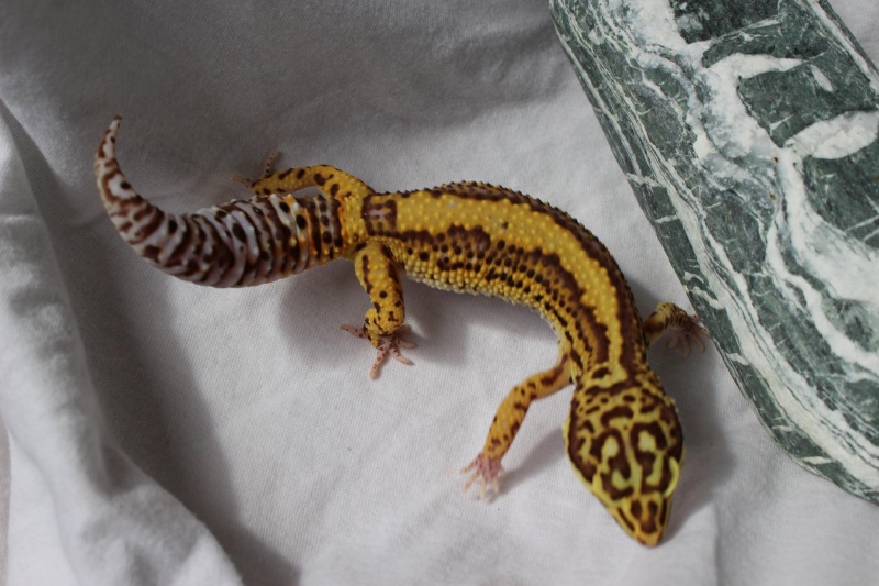 Geckos...! 1310