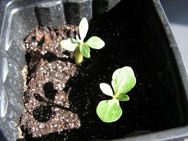 semis d adenium Pict0623
