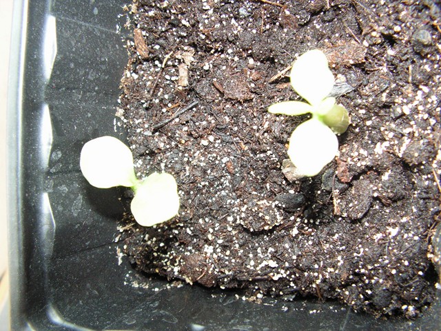 semis d adenium Pict0713
