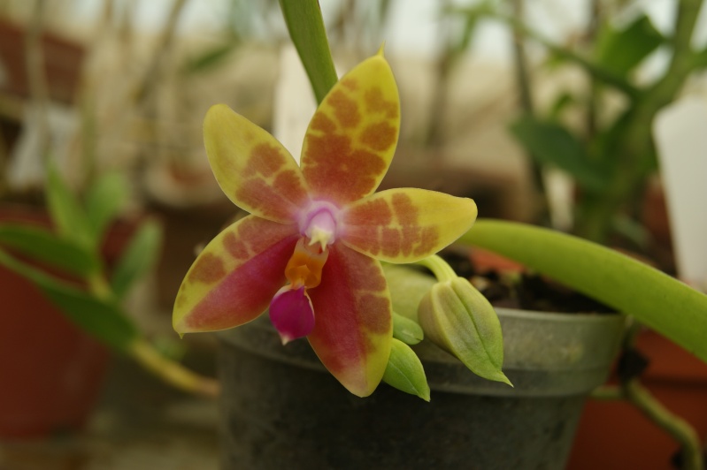 Phalaenopsis guadalupe pineda  00710