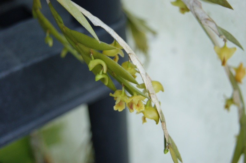 Dendrobium anceps  02310