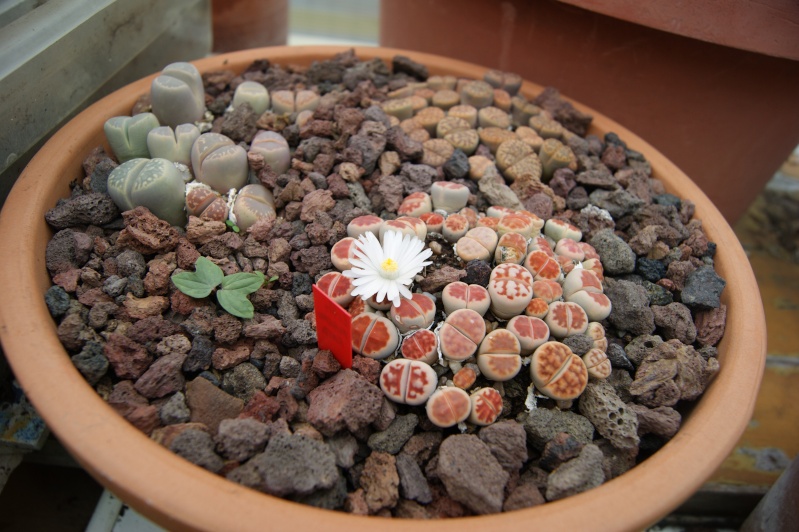 Lithops ou plantes cailloux 03610