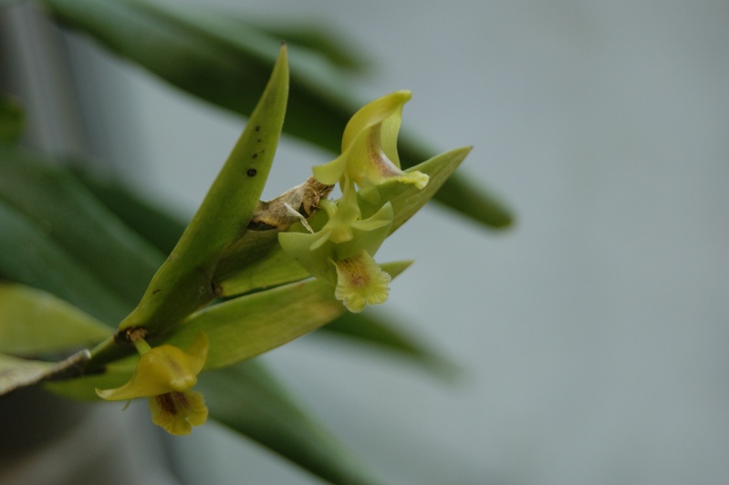 Dendrobium anceps  Dsc01410