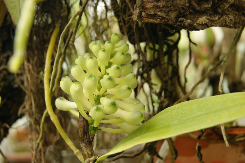 Dendrobium smilliae white  Dsc03614