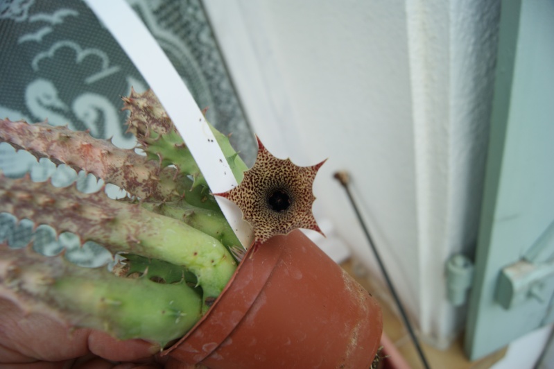 Huernia lodarensis Dsc03623