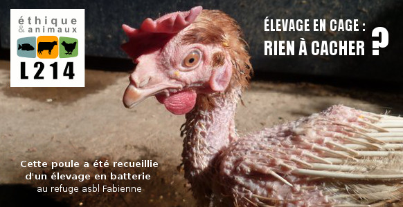 Il y a beaucoup de progès à faire dans le respect des animaux. Poule-10