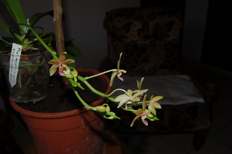Phalaenopsis Cornustris Dsc_5010
