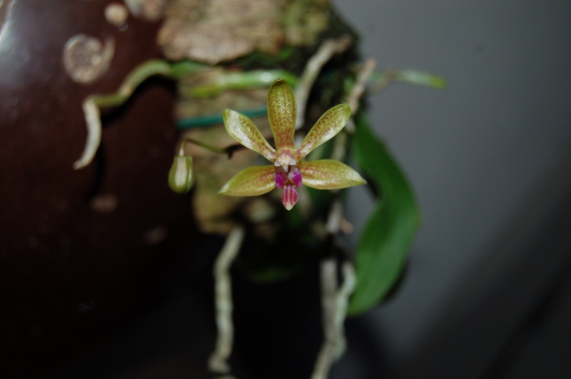 Phalaenopsis Stromini n°2 (stobartiana x finleyi) Dsc_5517